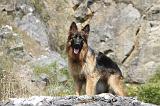 BERGER ALLEMAND 212